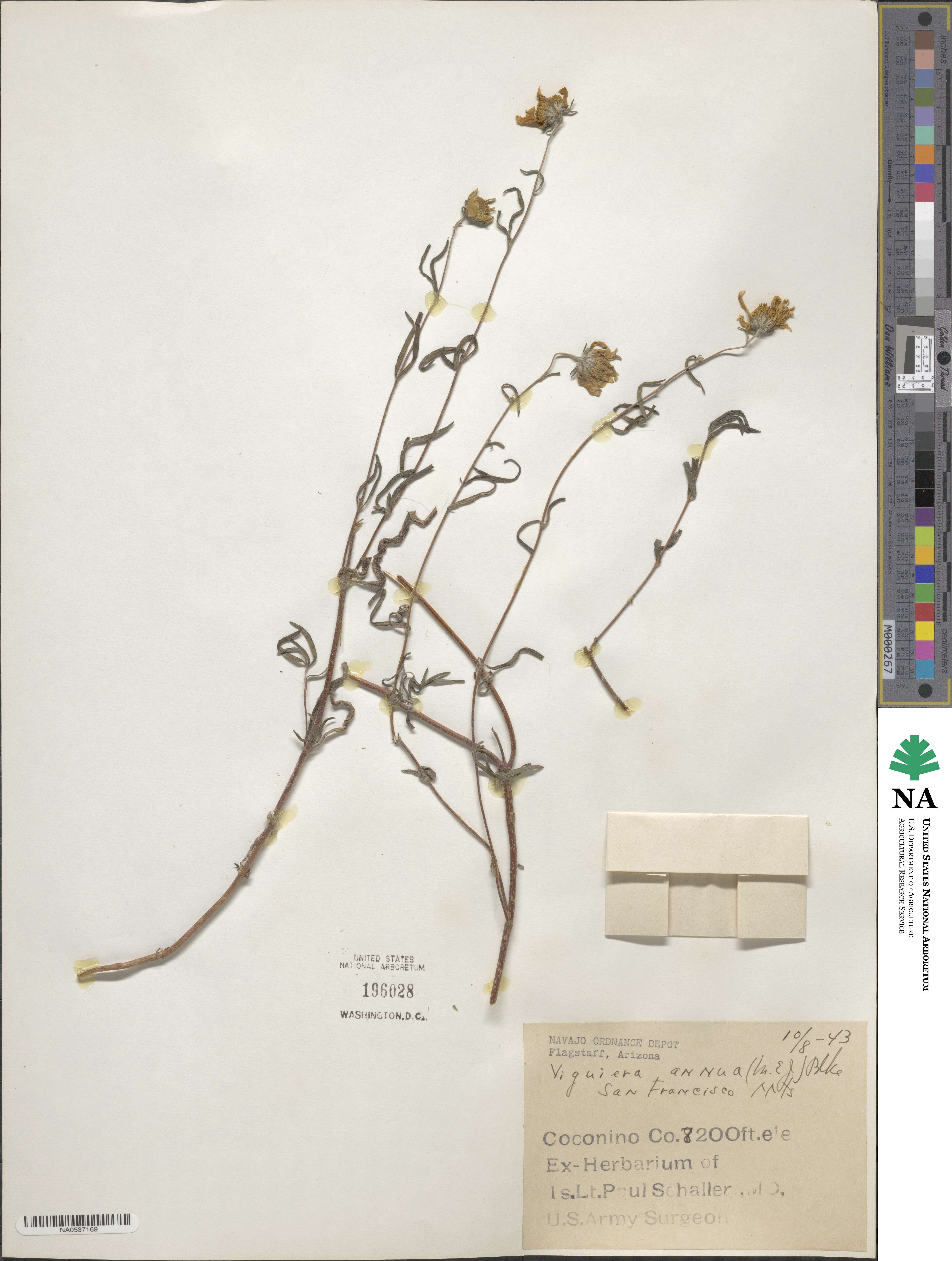 Heliomeris longifolia var. annua image