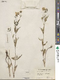 Heliomeris multiflora image