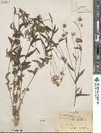 Heliomeris multiflora image