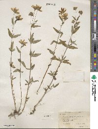 Heliomeris multiflora image