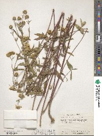 Heliomeris multiflora image