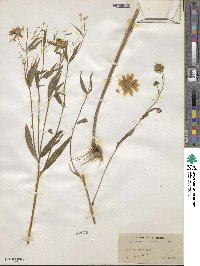 Heliomeris multiflora image