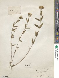 Heliomeris multiflora image