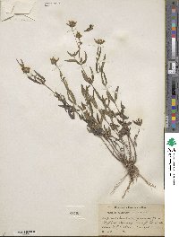 Heliomeris multiflora image