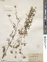 Heliomeris longifolia image