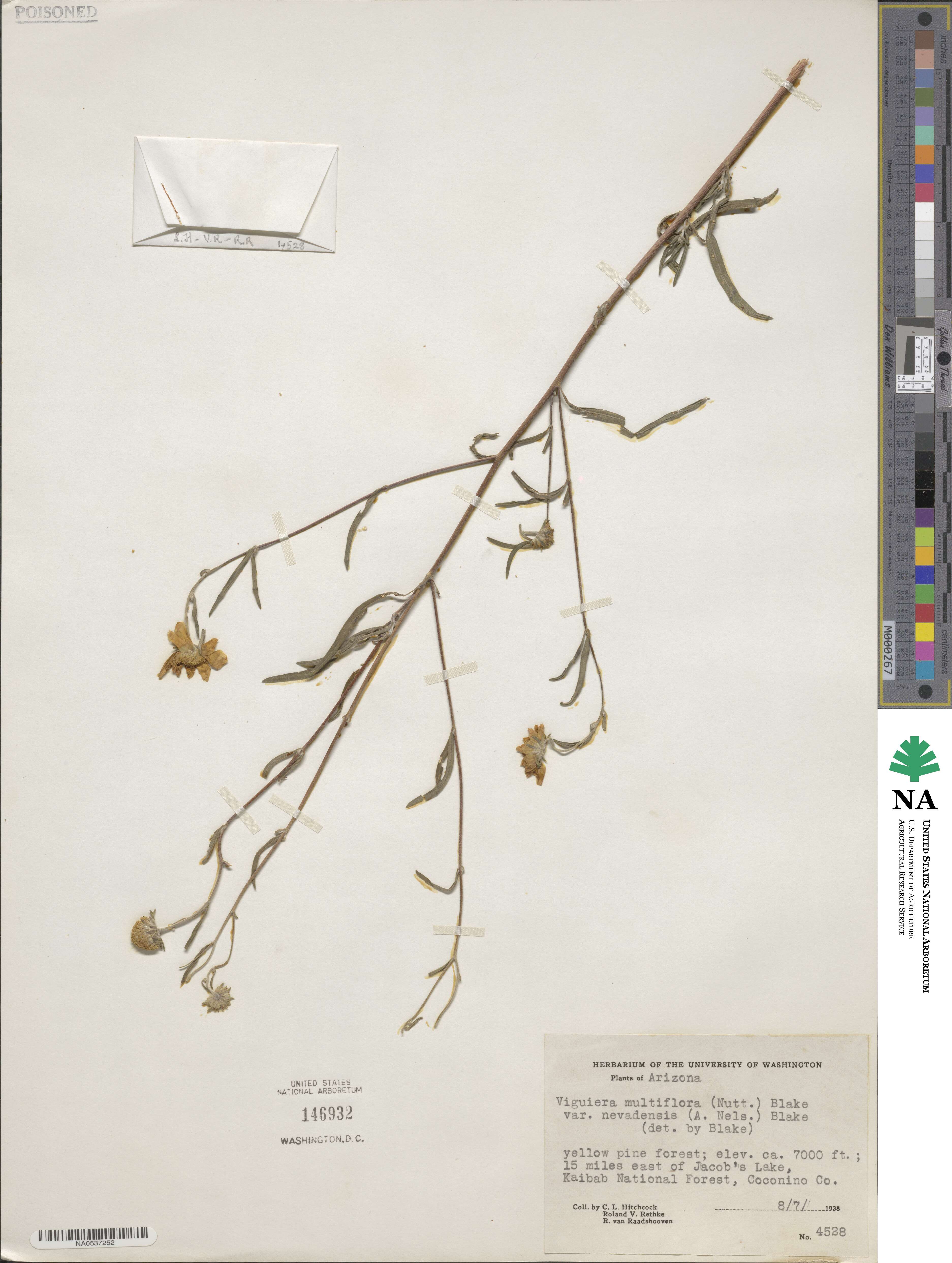 Heliomeris multiflora image