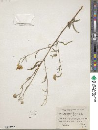 Heliomeris multiflora image