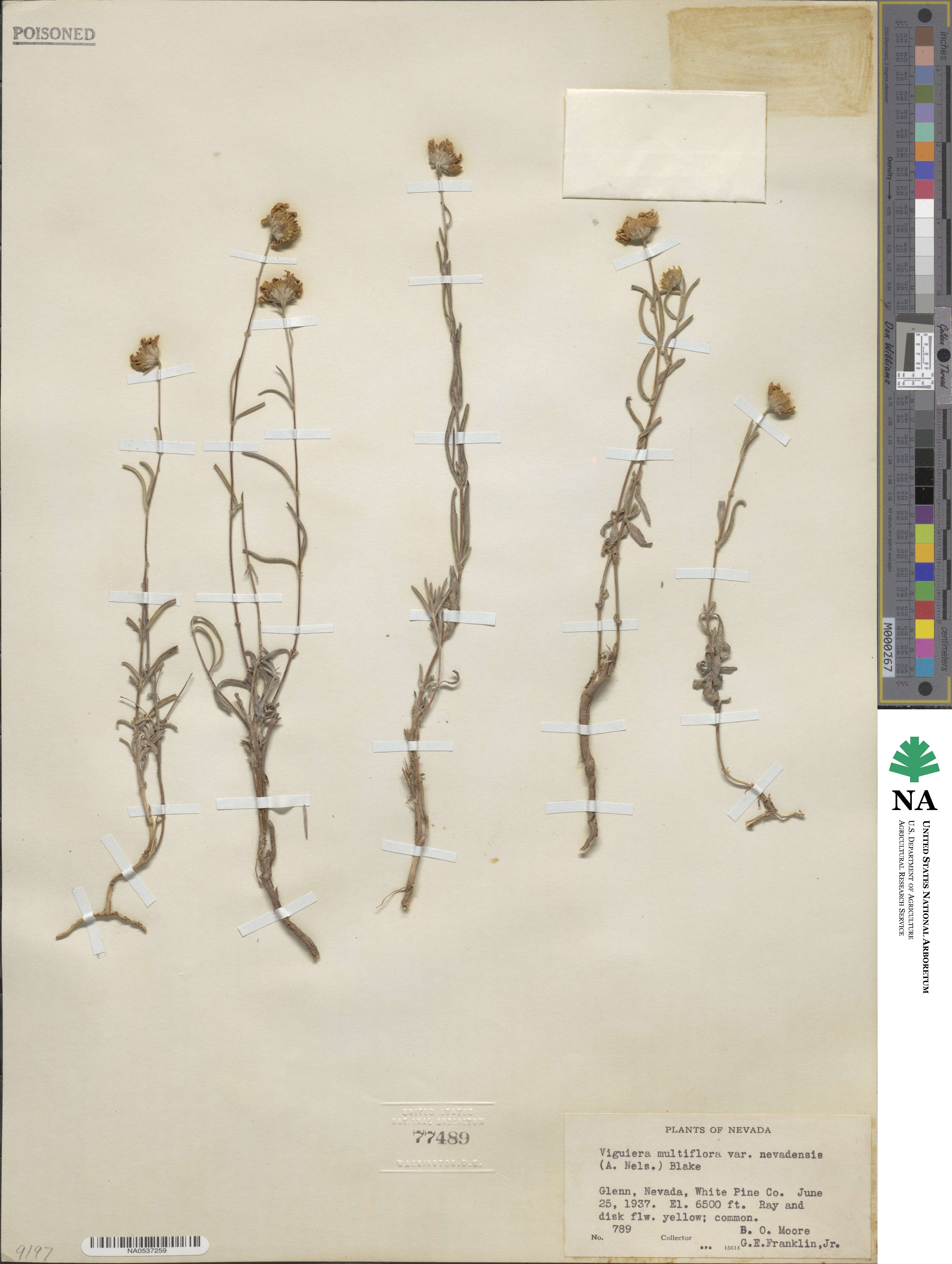 Heliomeris multiflora image