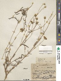 Heliomeris multiflora var. nevadensis image