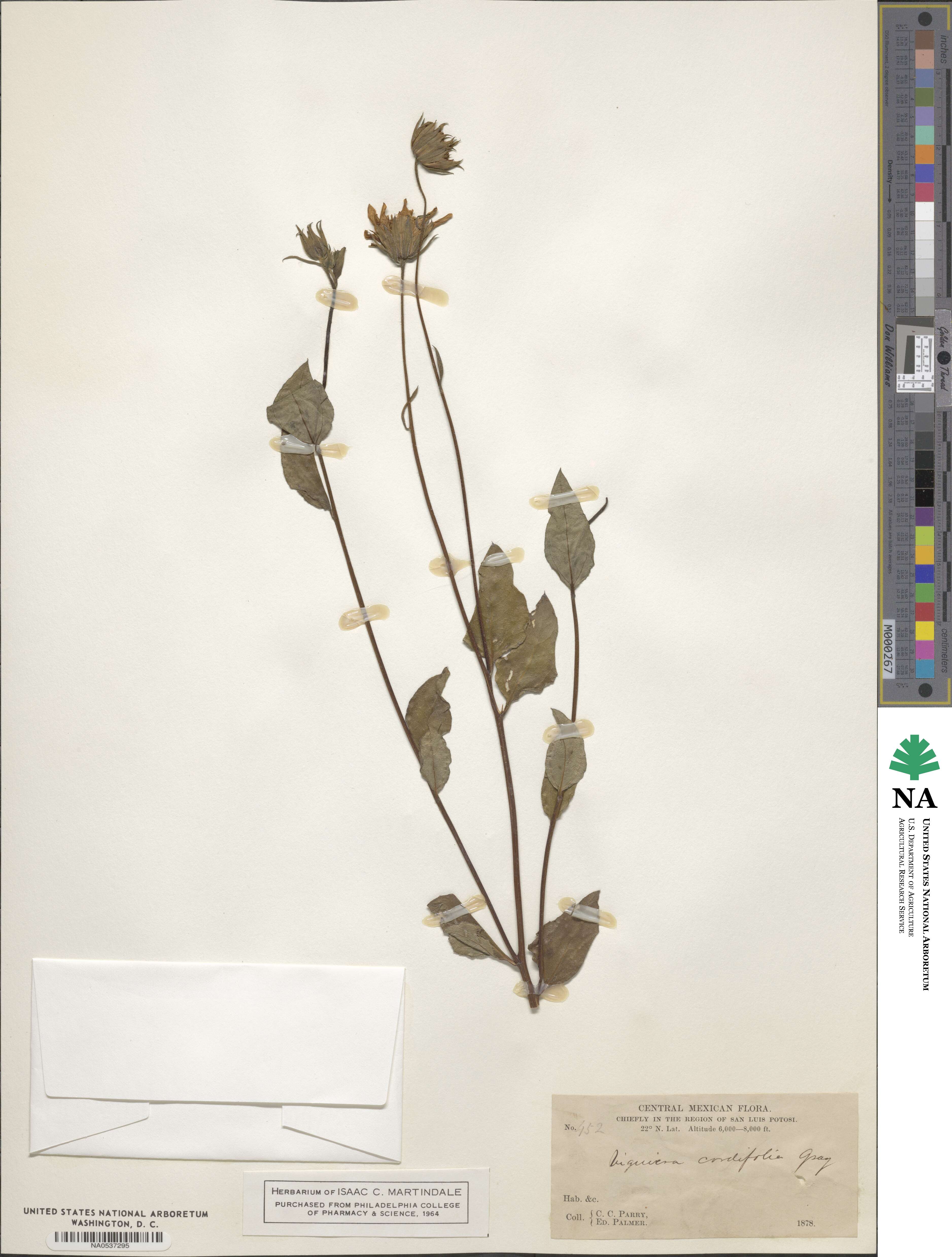 Aldama cordifolia image