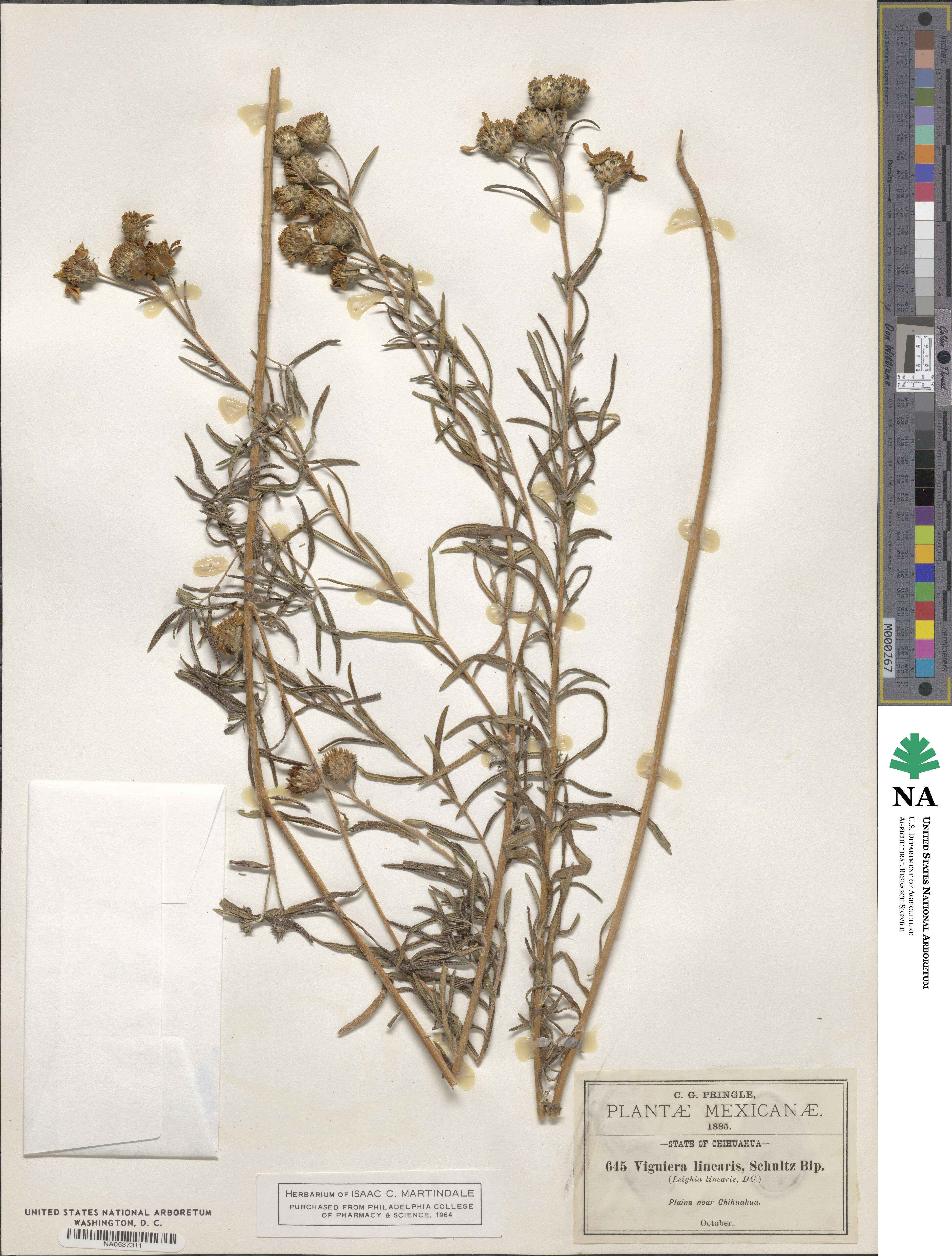 Viguiera linearis image