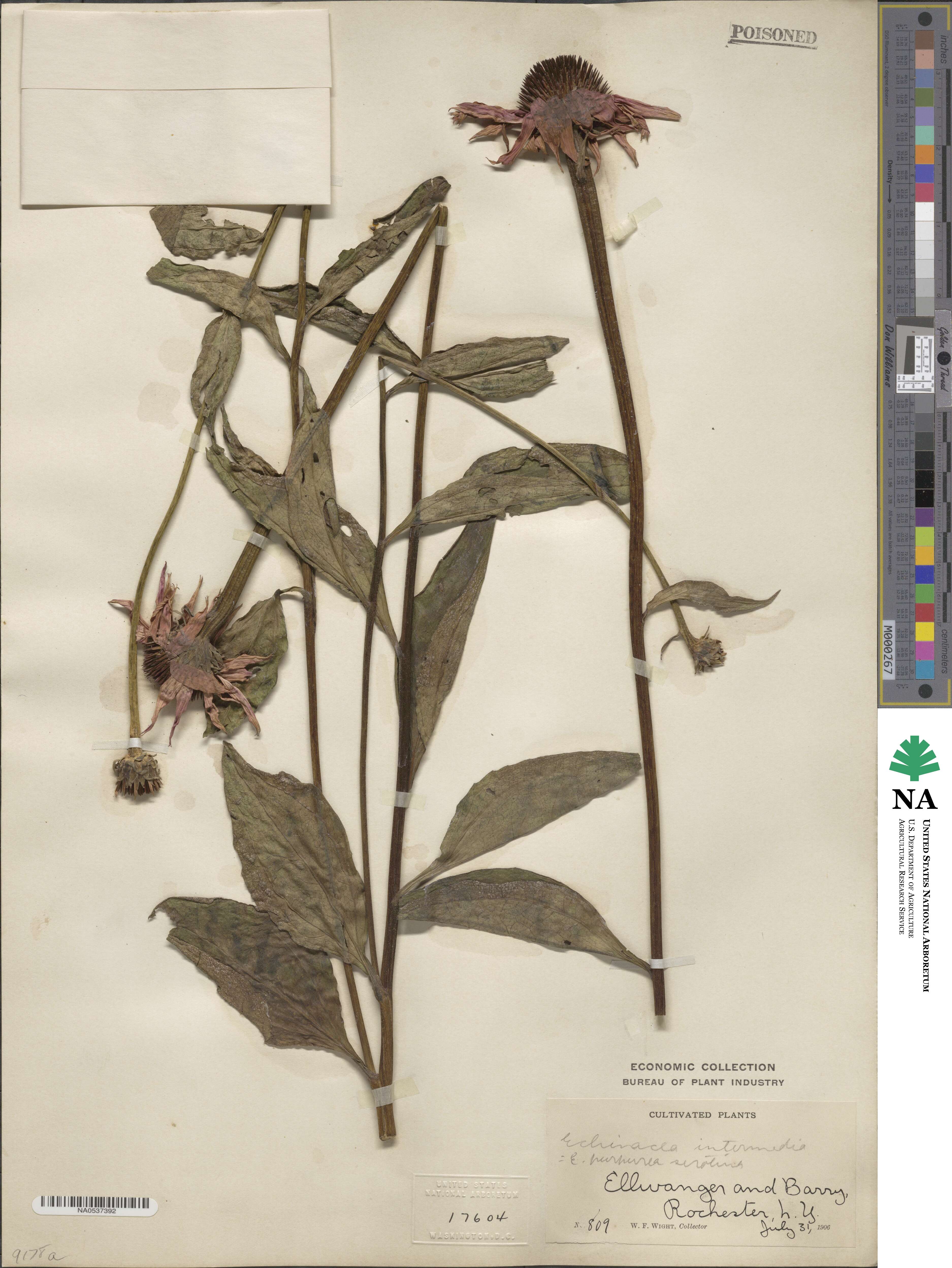 Echinacea purpurea image