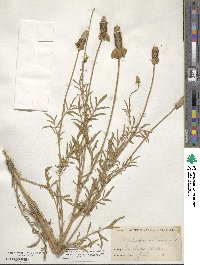 Ratibida columnifera image