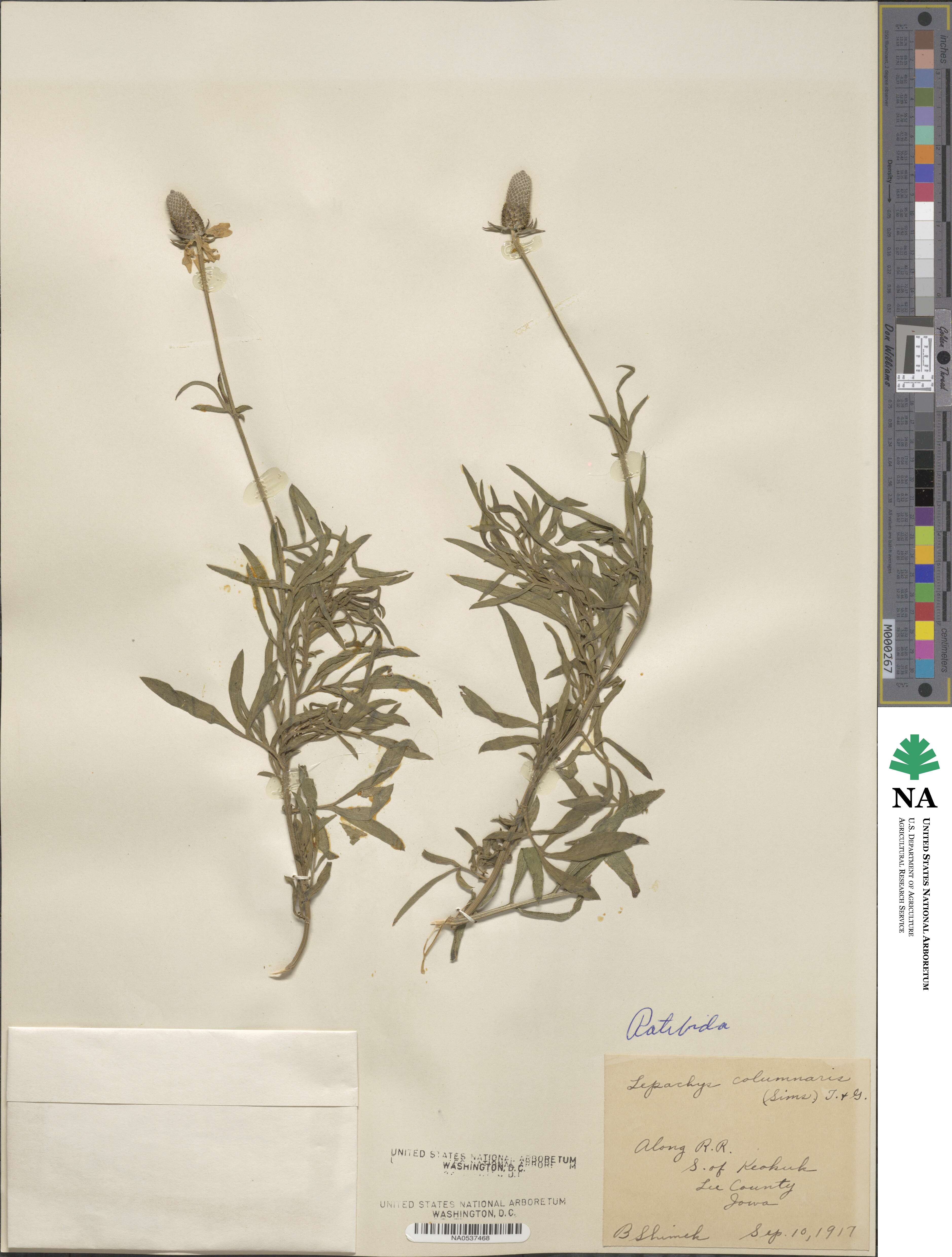 Ratibida columnifera image