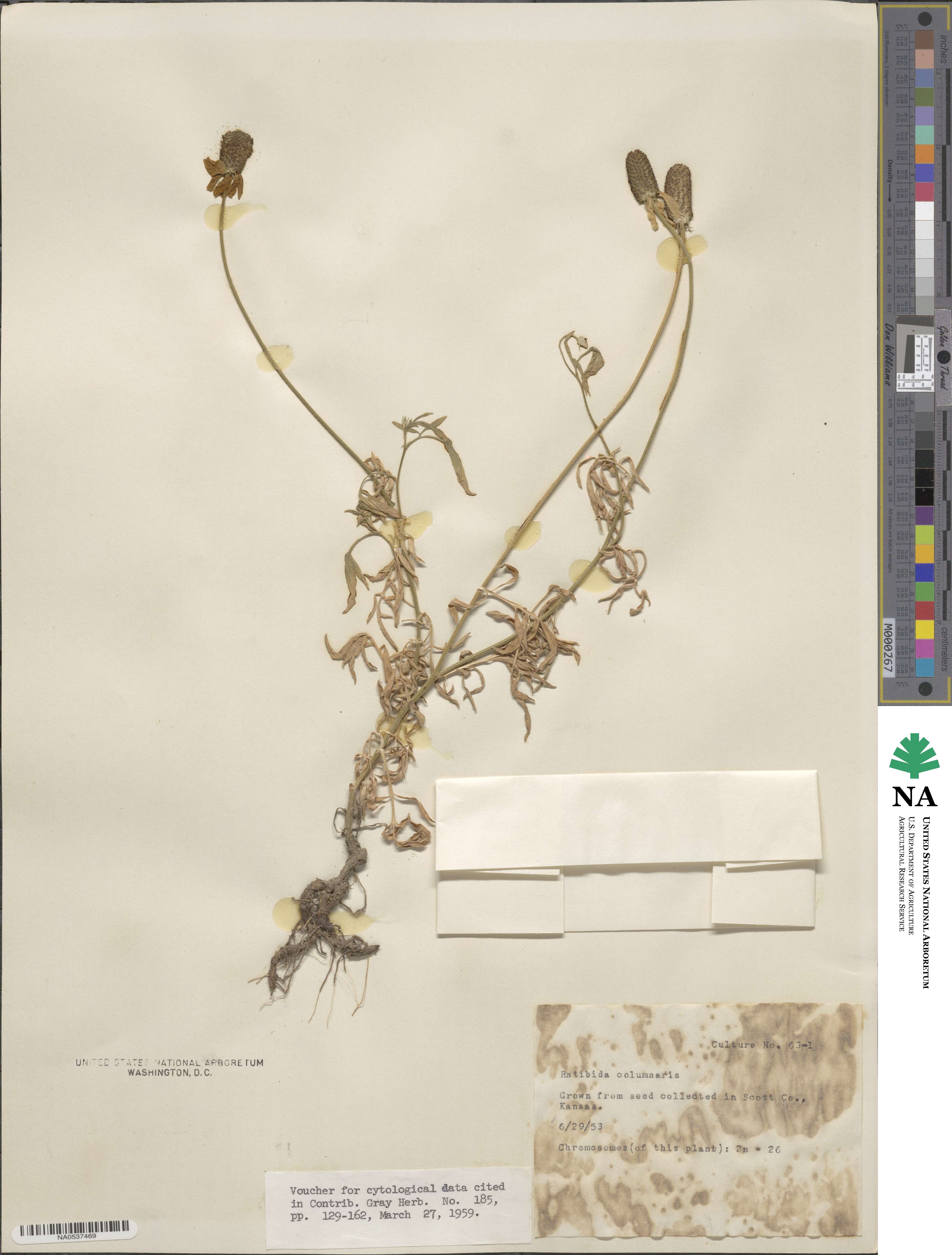 Ratibida columnifera image