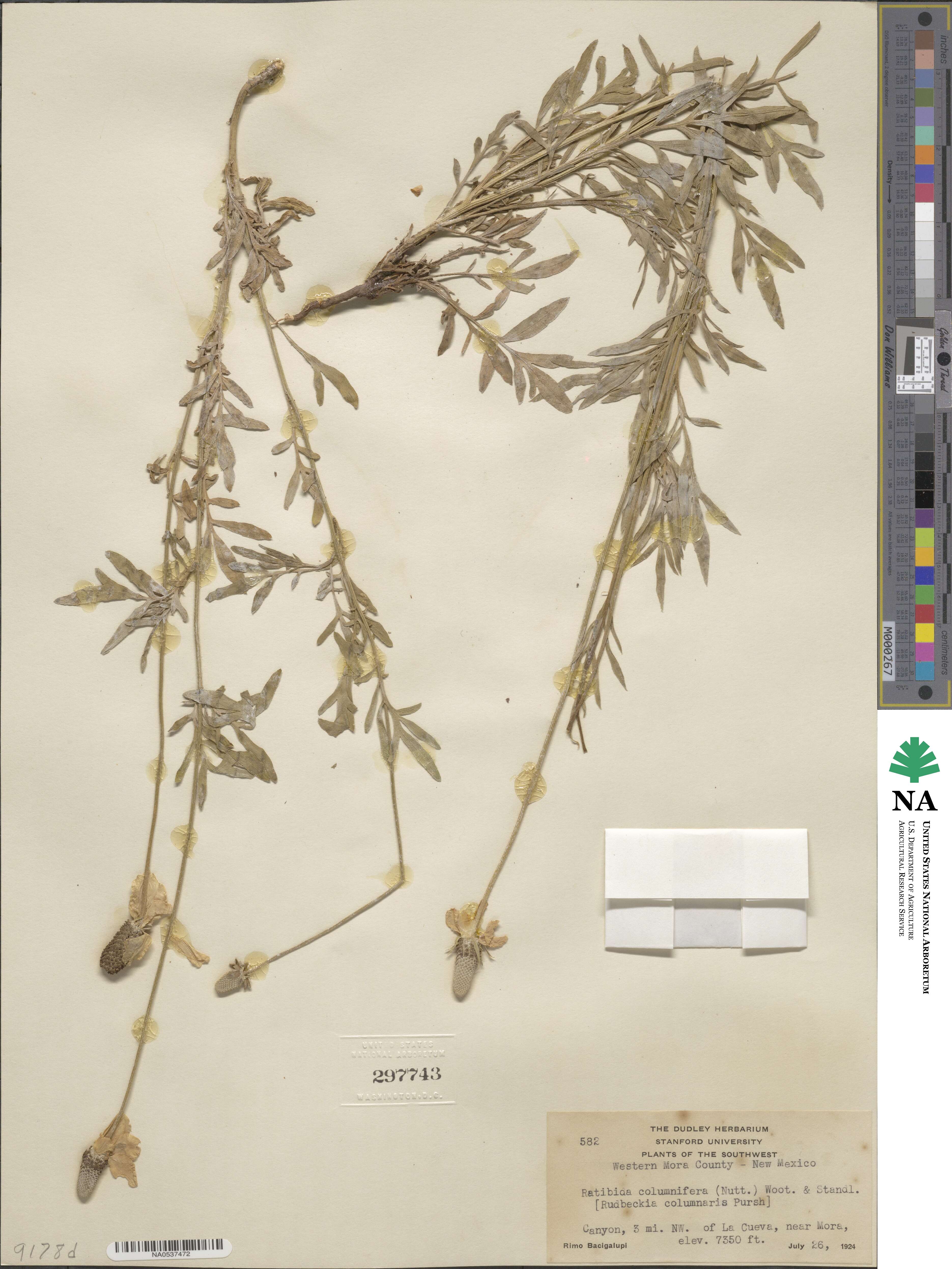 Ratibida columnifera image