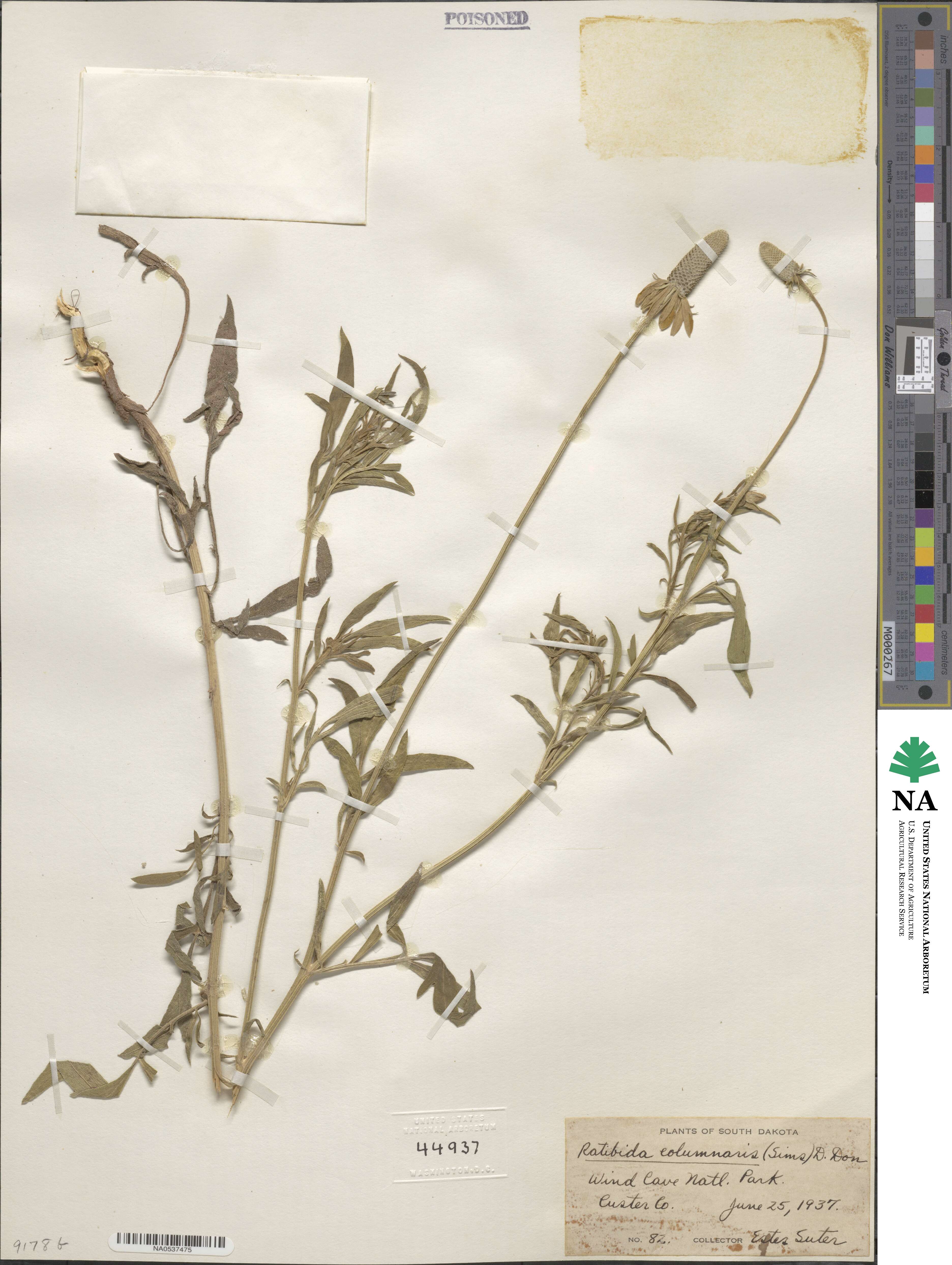 Ratibida columnifera image