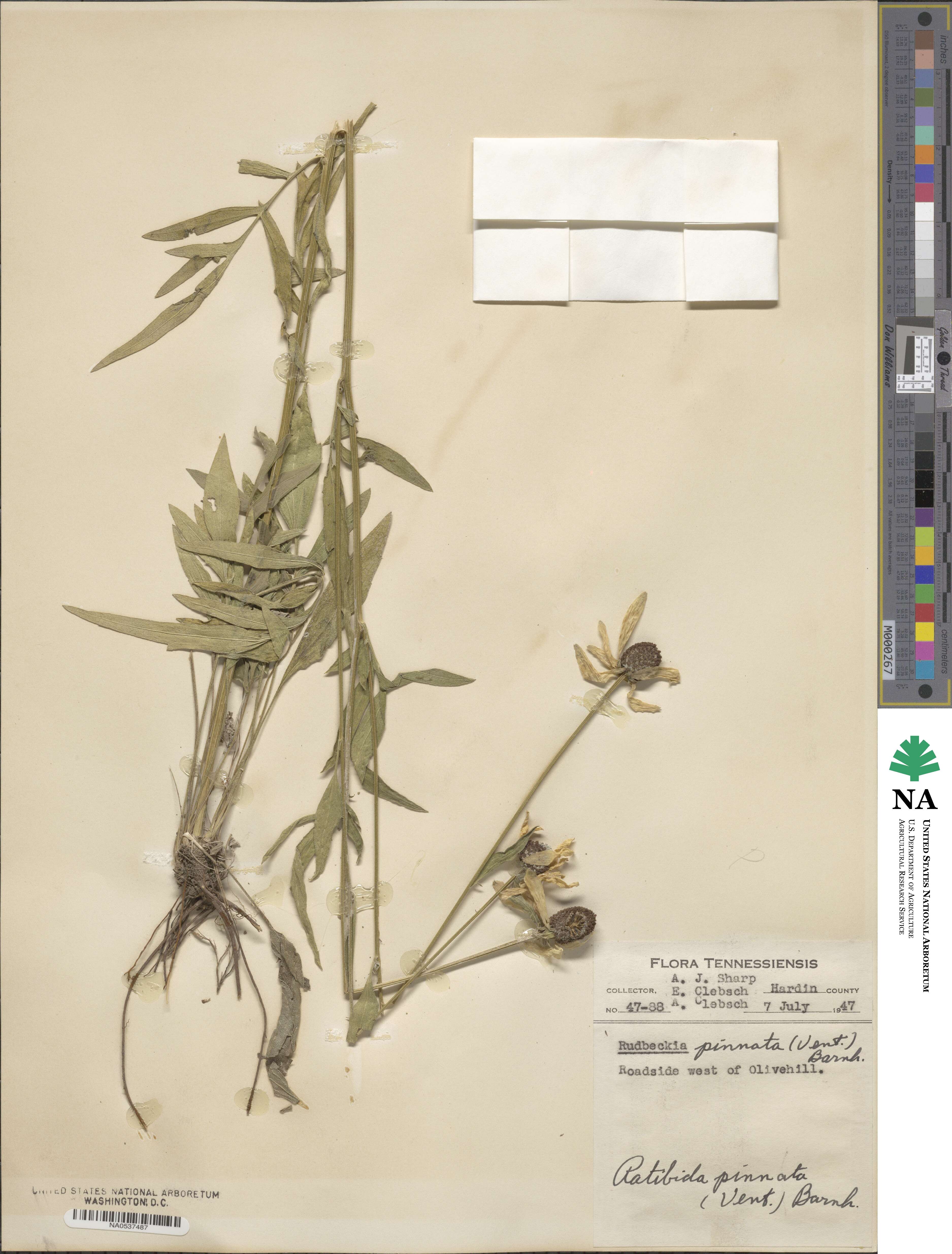 Ratibida pinnata image