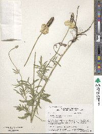 Ratibida columnifera image