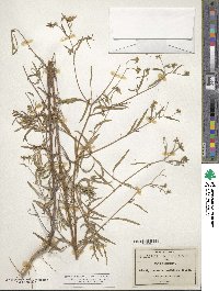 Heliomeris multiflora image