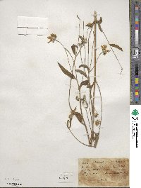 Heliomeris multiflora image