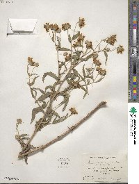 Heliomeris multiflora image