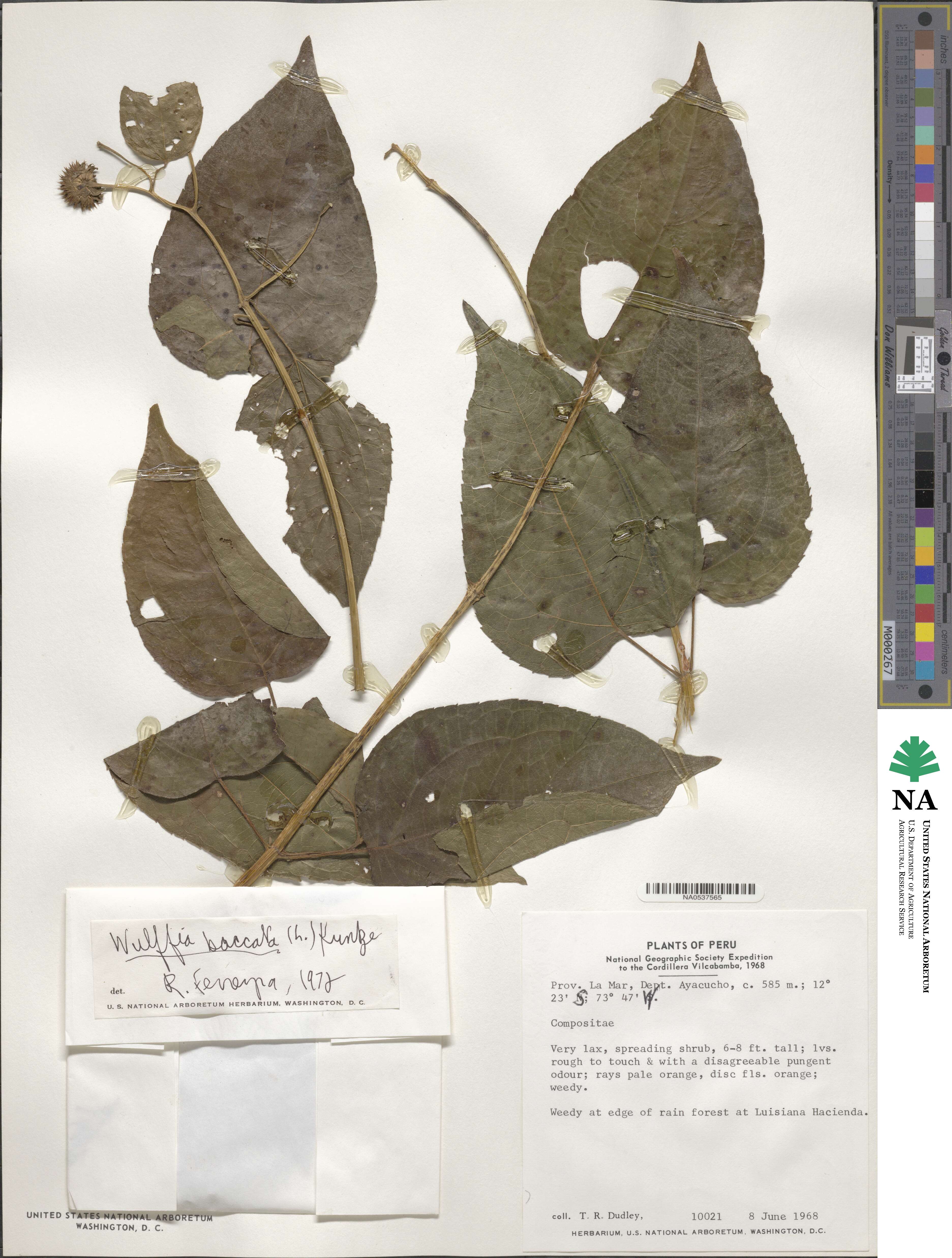 Tilesia baccata image