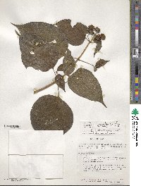 Tilesia baccata image