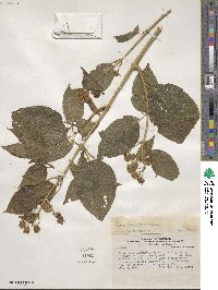 Tilesia baccata image