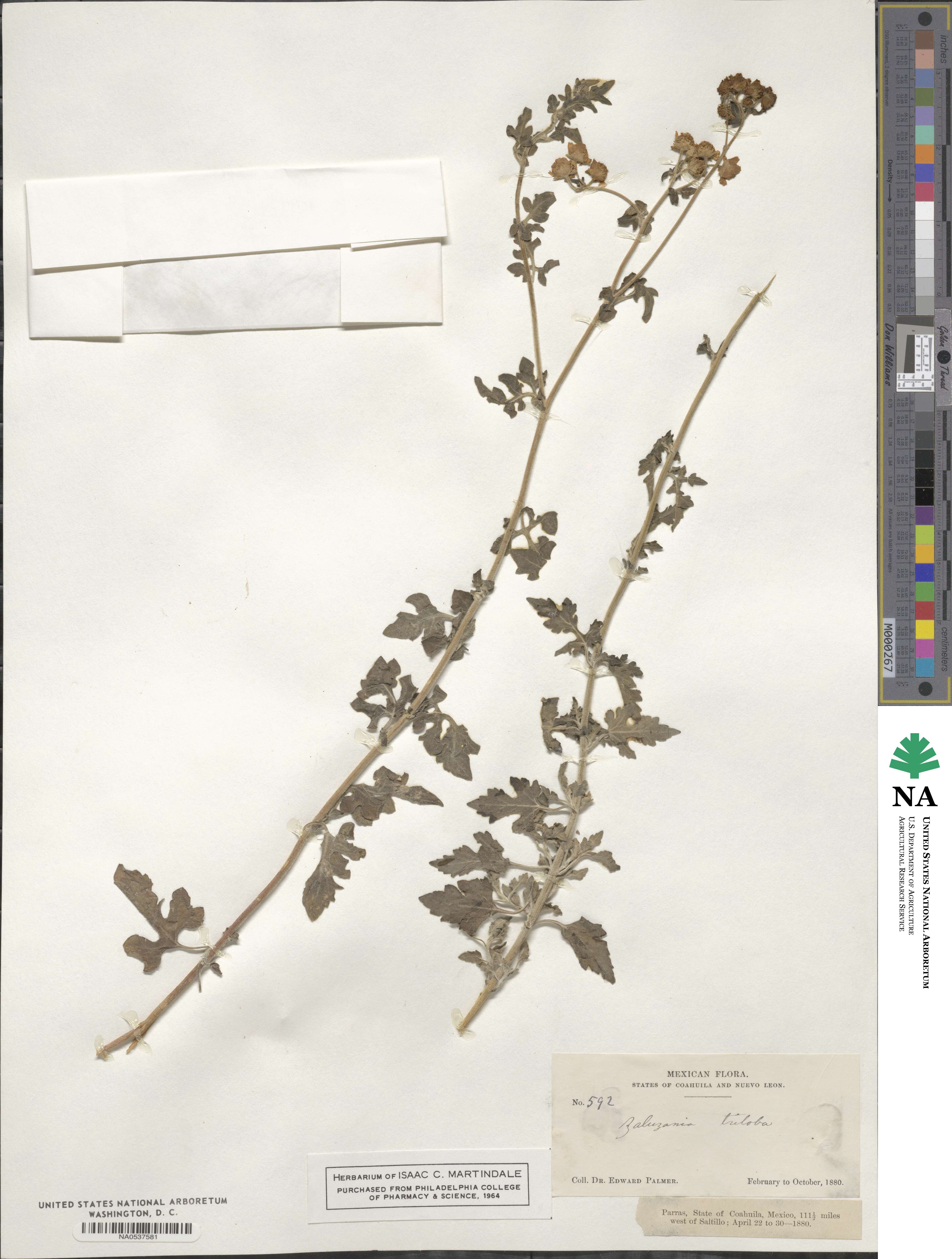 Zaluzania triloba image