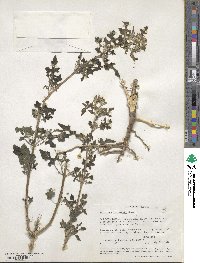 Zaluzania parthenioides image