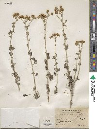 Zaluzania parthenioides image