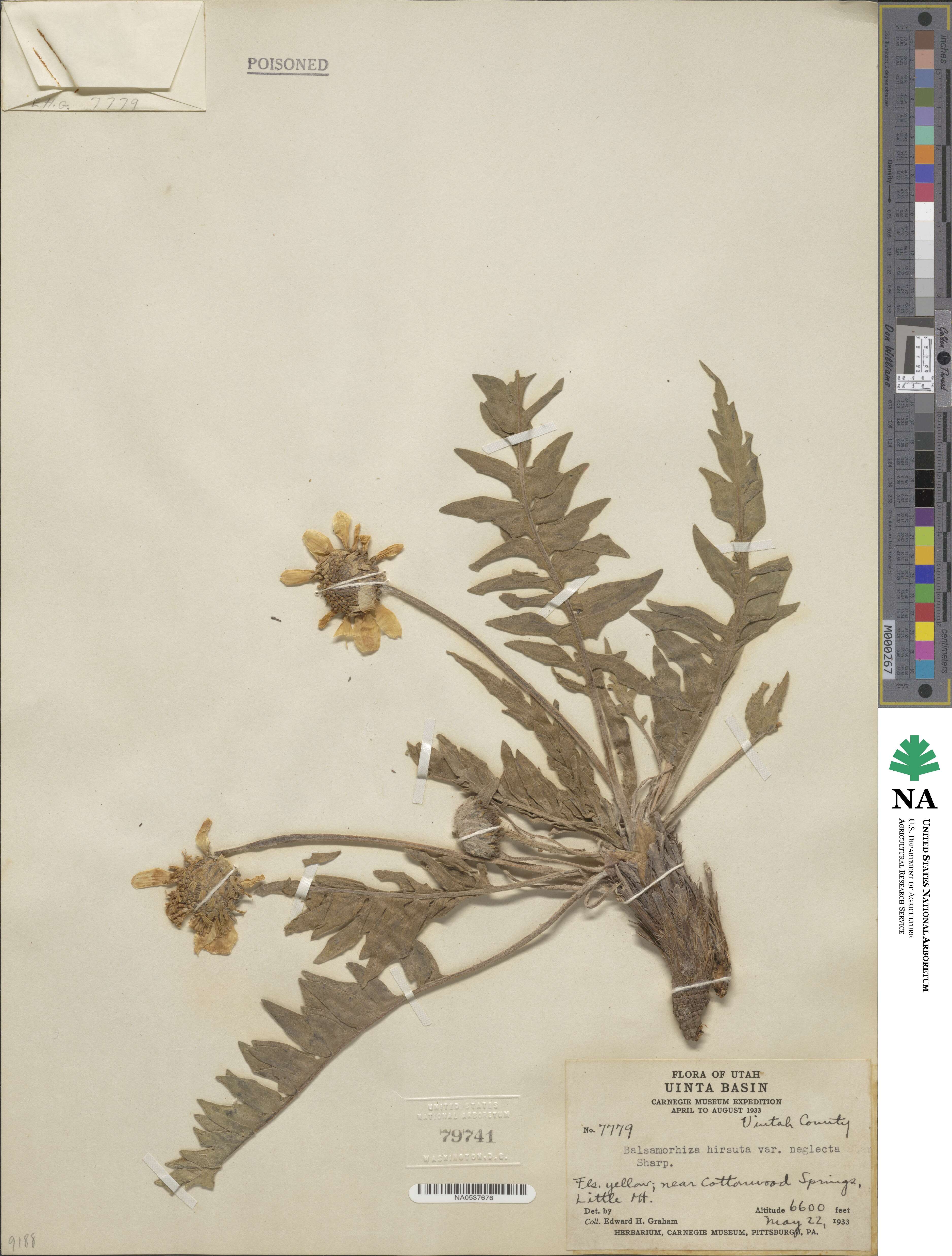 Balsamorhiza hookeri image