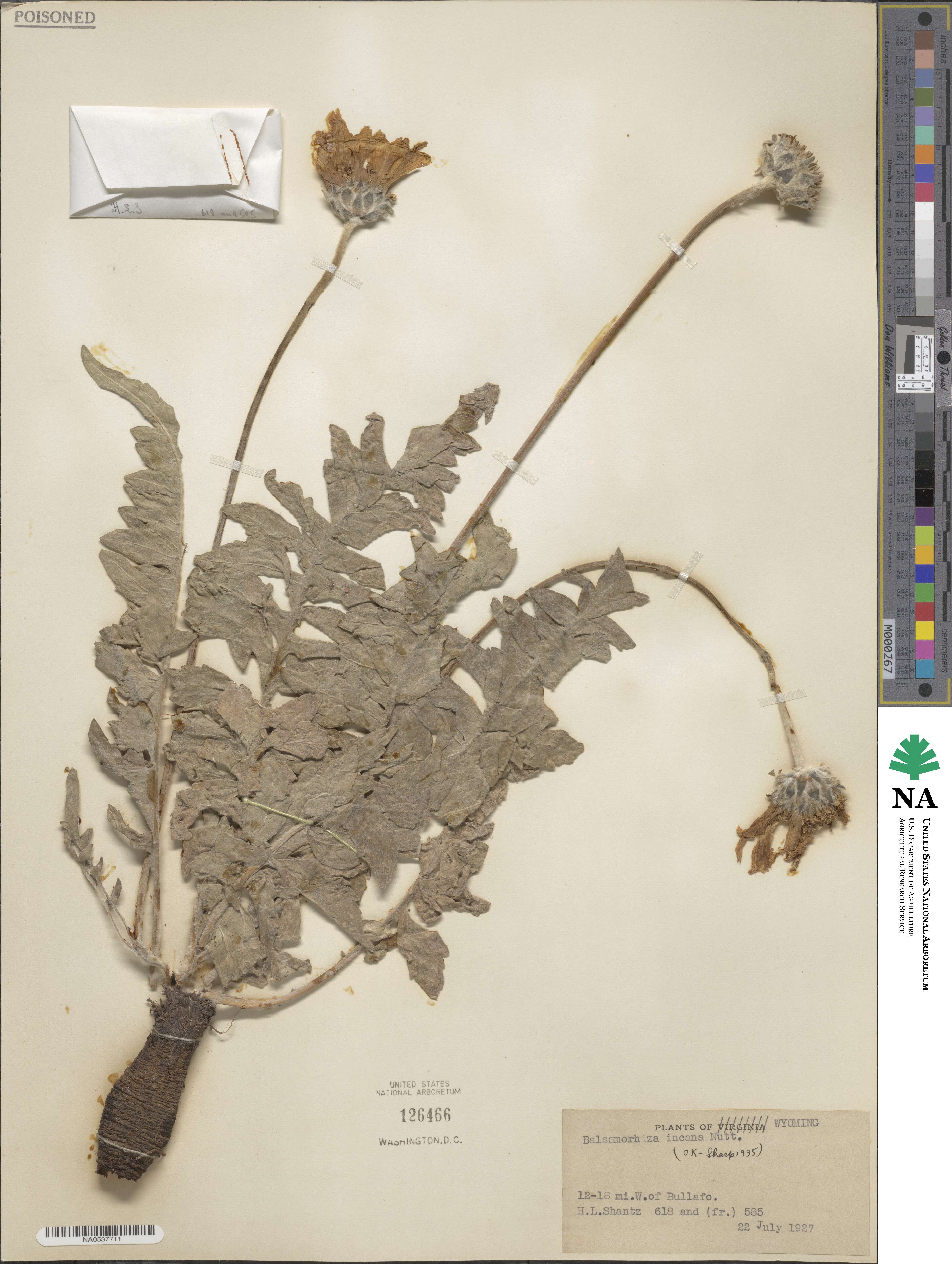Balsamorhiza incana image