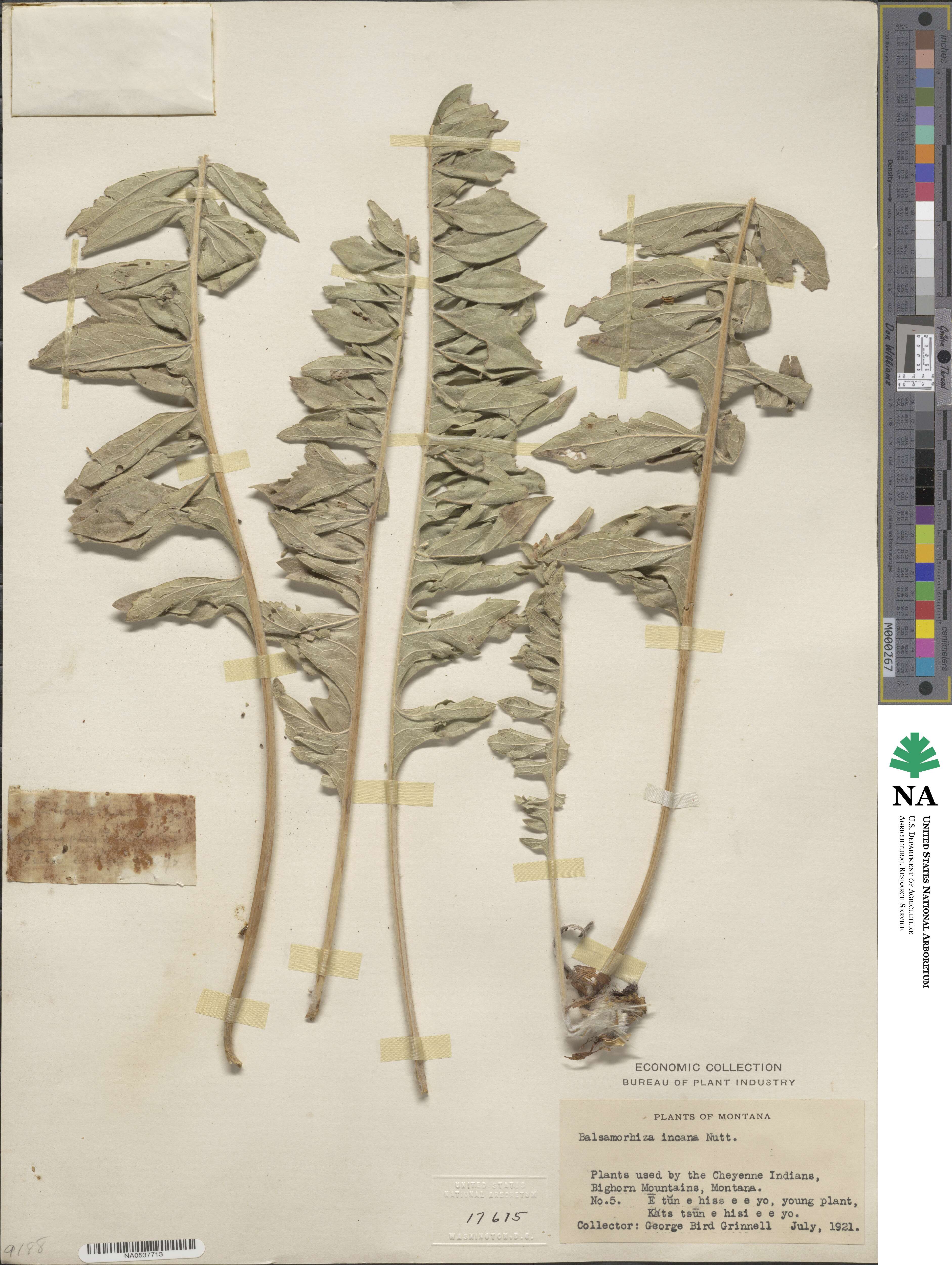 Balsamorhiza incana image