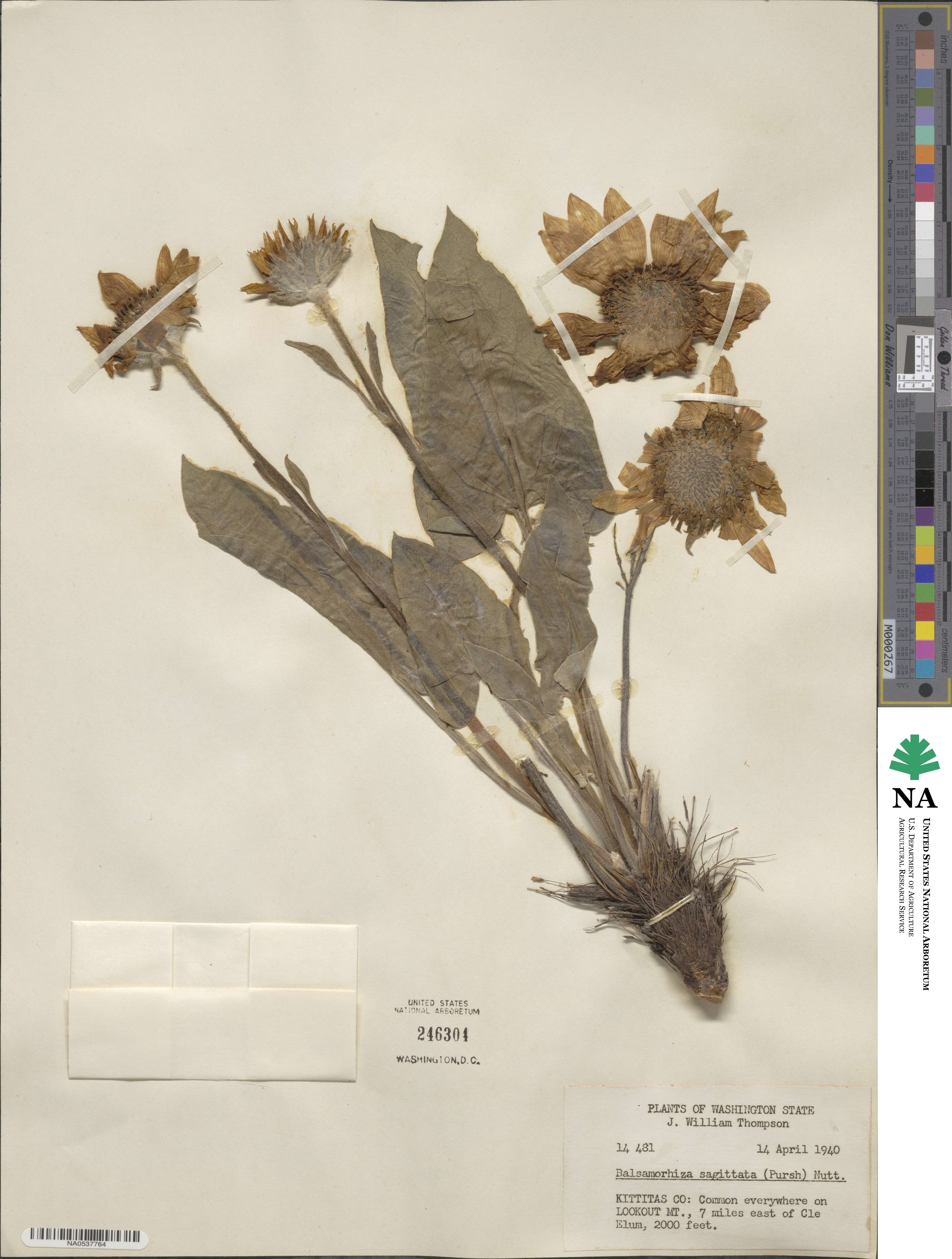 Balsamorhiza sagittata image