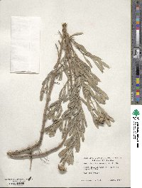 Borrichia frutescens image