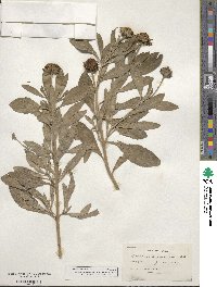 Borrichia frutescens image