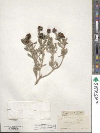 Borrichia frutescens image