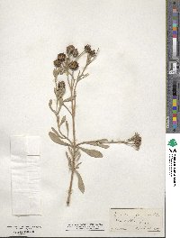 Borrichia frutescens image