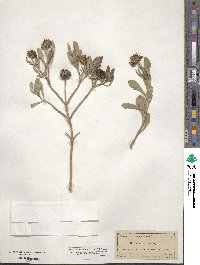 Borrichia frutescens image