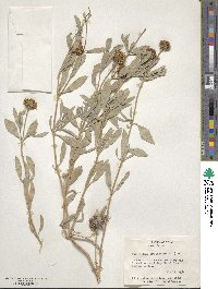 Borrichia frutescens image