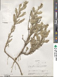 Borrichia frutescens image