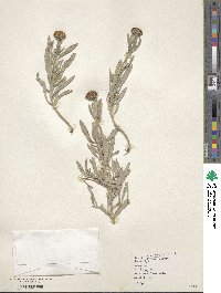 Image of Borrichia arborescens