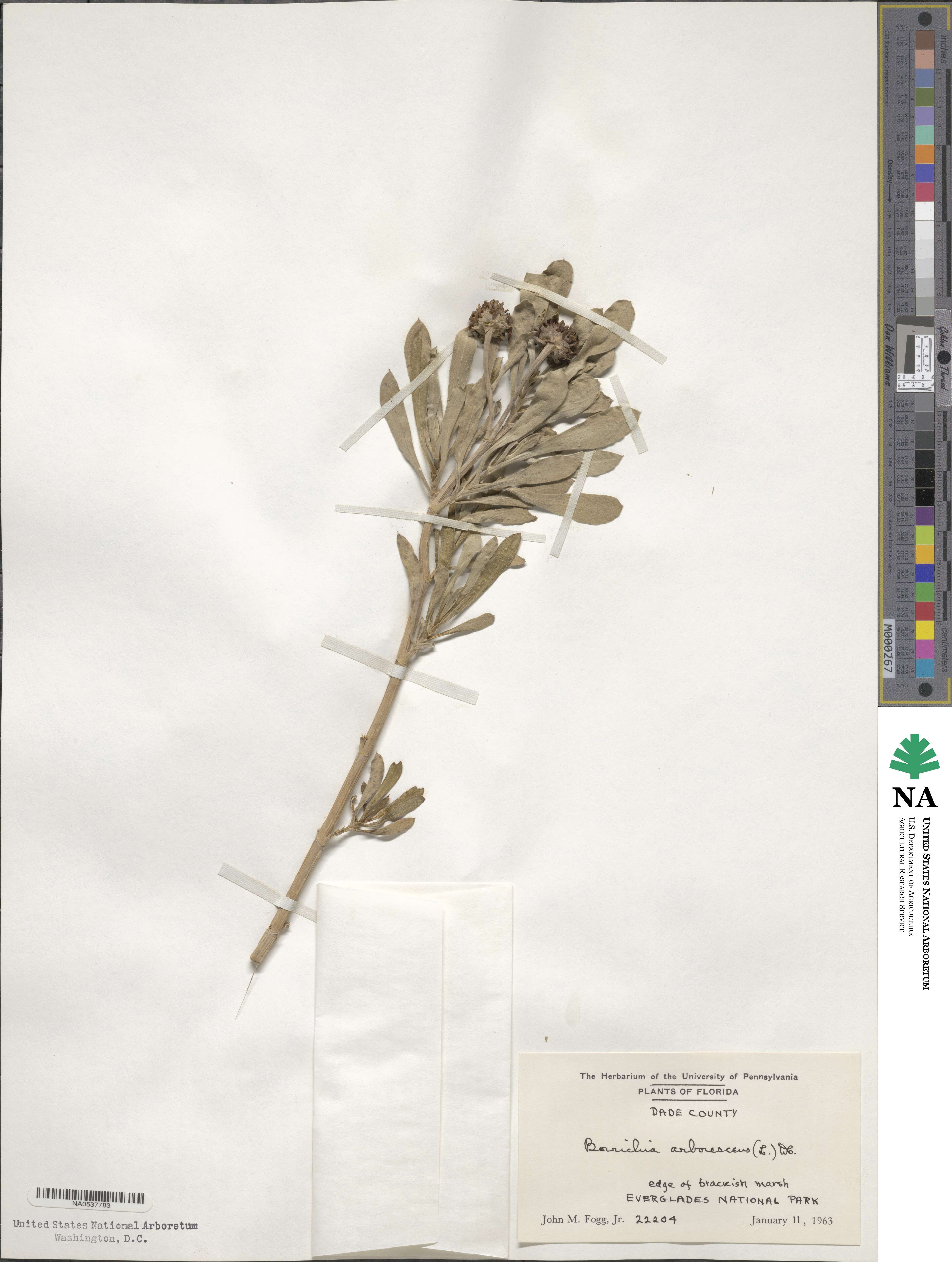 Borrichia arborescens image