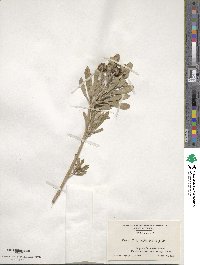 Borrichia arborescens image