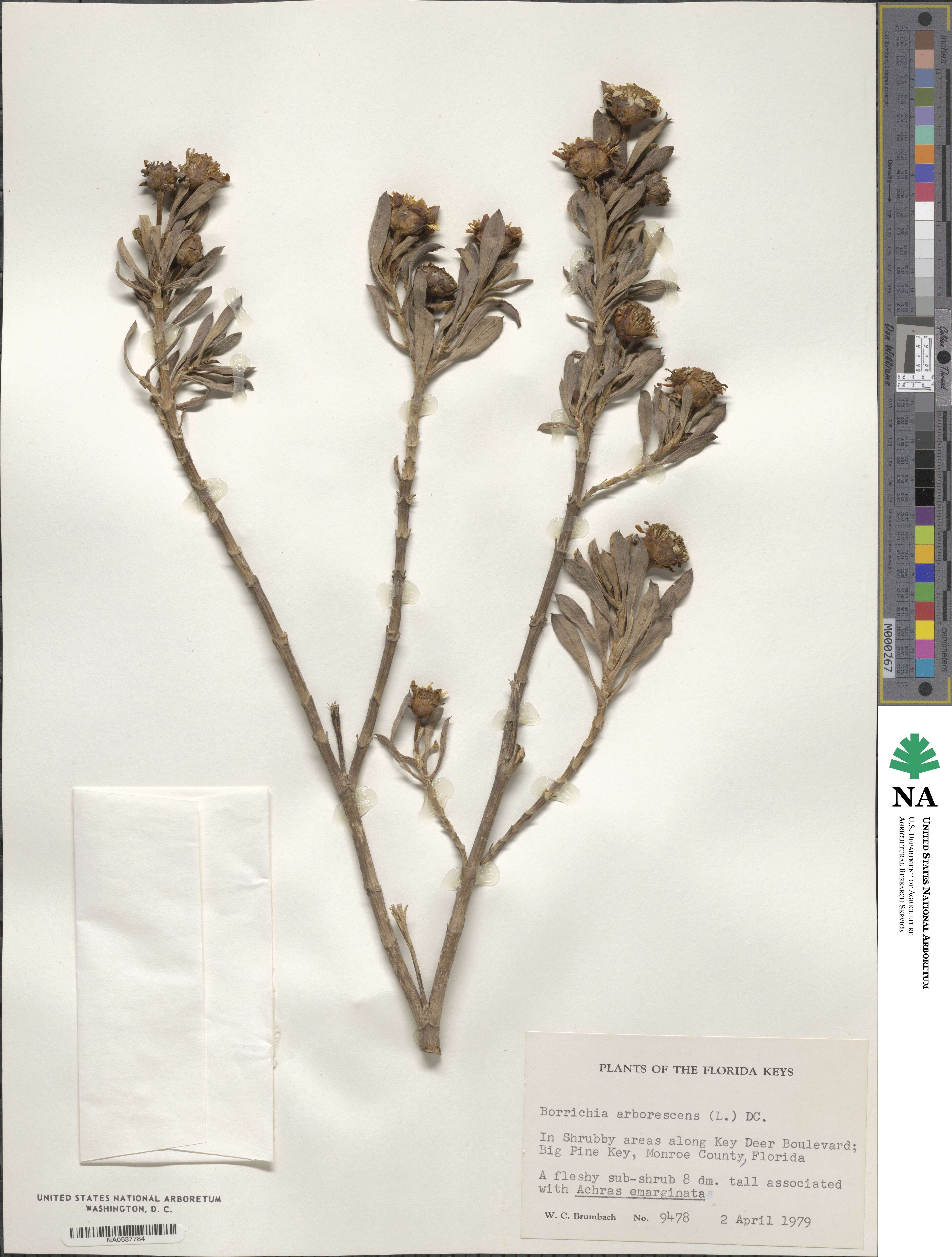 Borrichia arborescens image