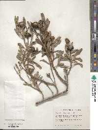 Borrichia arborescens image