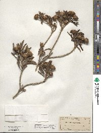 Borrichia arborescens image