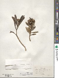 Borrichia arborescens image